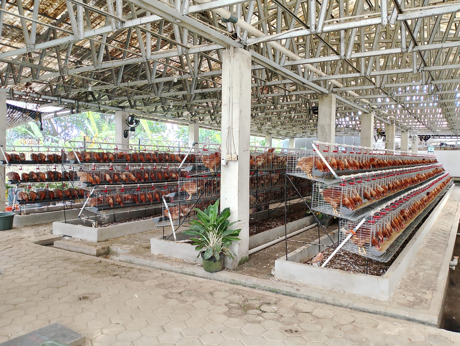 Tenant